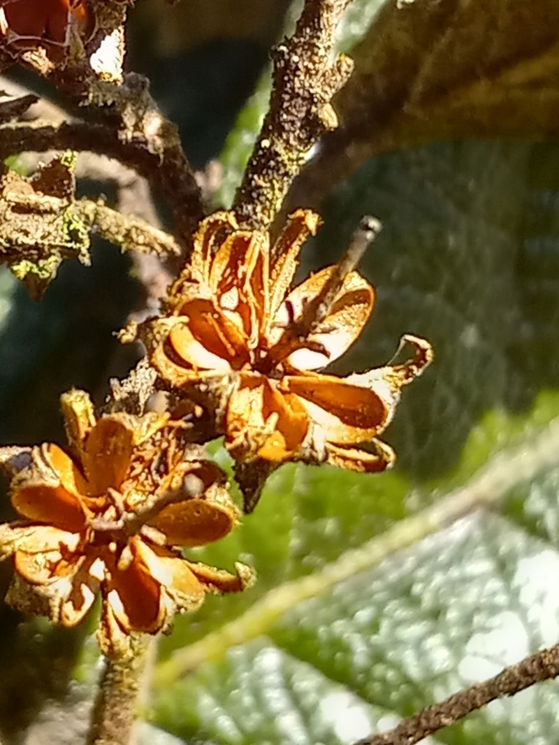 Lyonia alainii