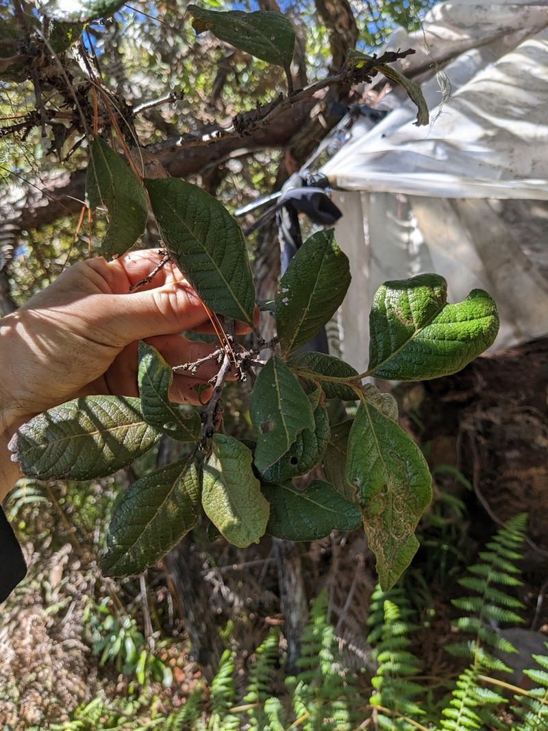 Lyonia alainii photo 2