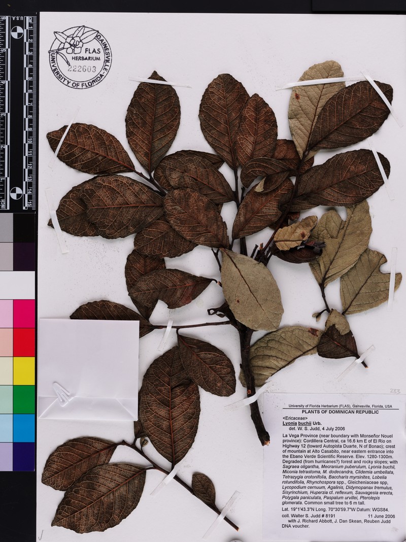 Lyonia buchii