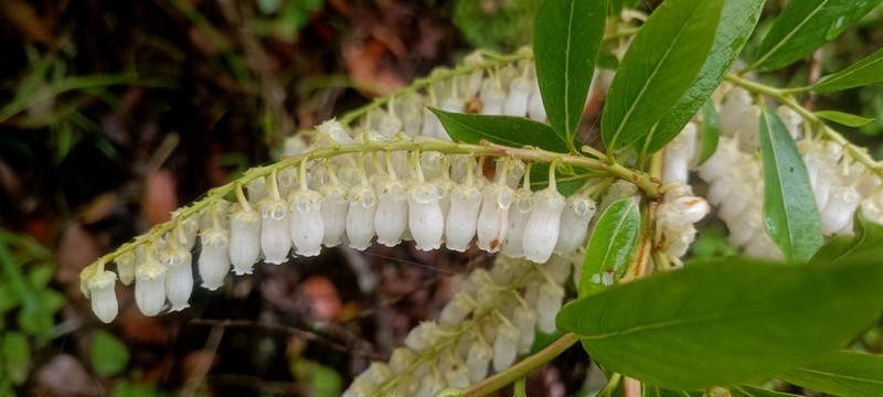 Lyonia chapaensis