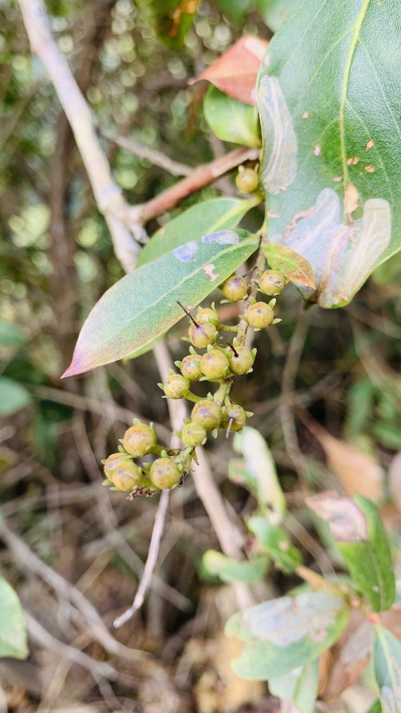 Lyonia chapaensis photo 2