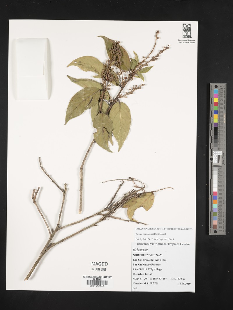 Lyonia chapaensis photo 3