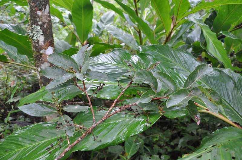 Lyonia chapaensis photo 4