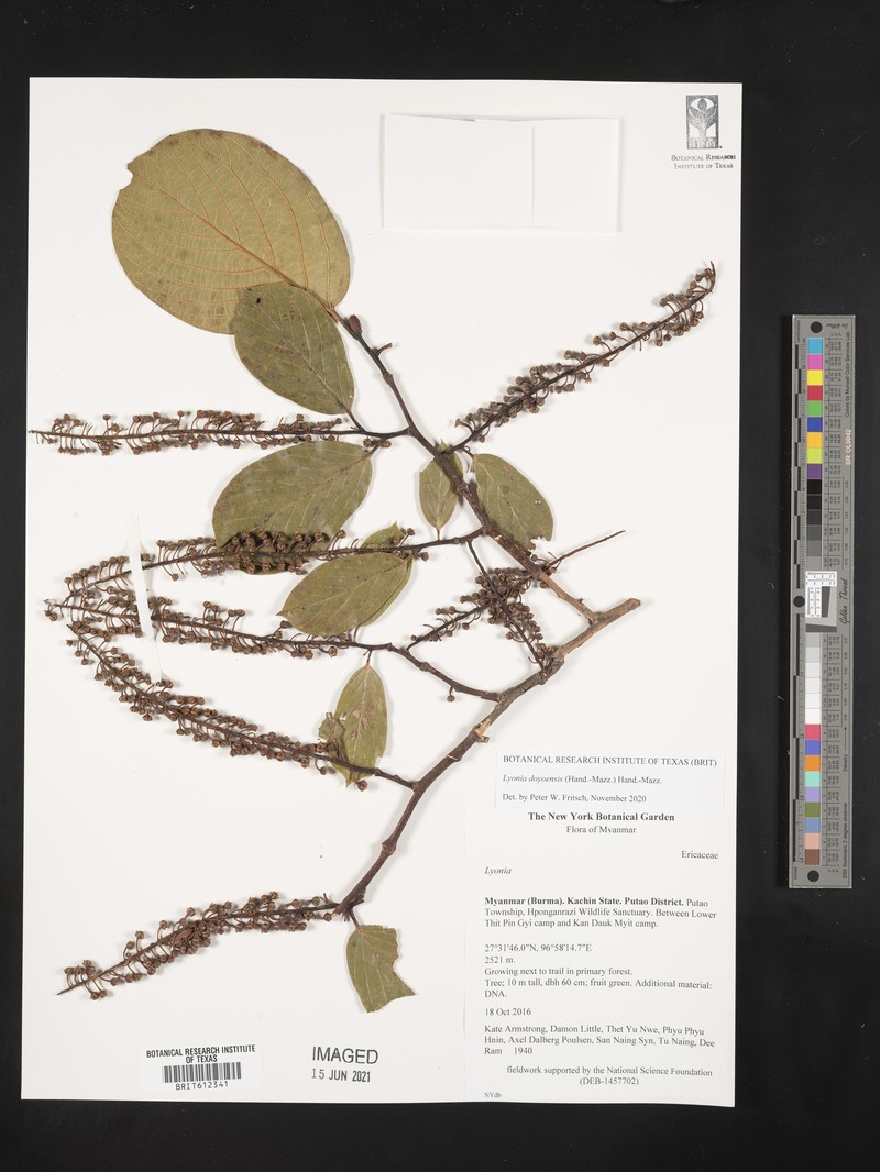Lyonia doyonensis