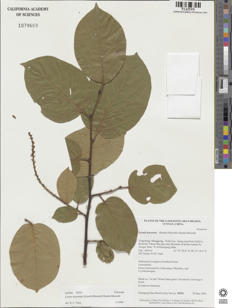 Lyonia doyonensis photo 2