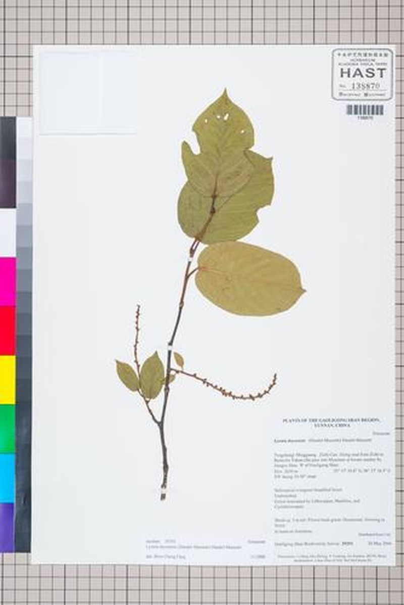Lyonia doyonensis photo 3