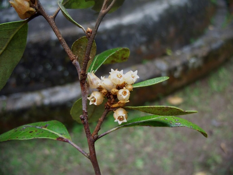 Lyonia elliptica