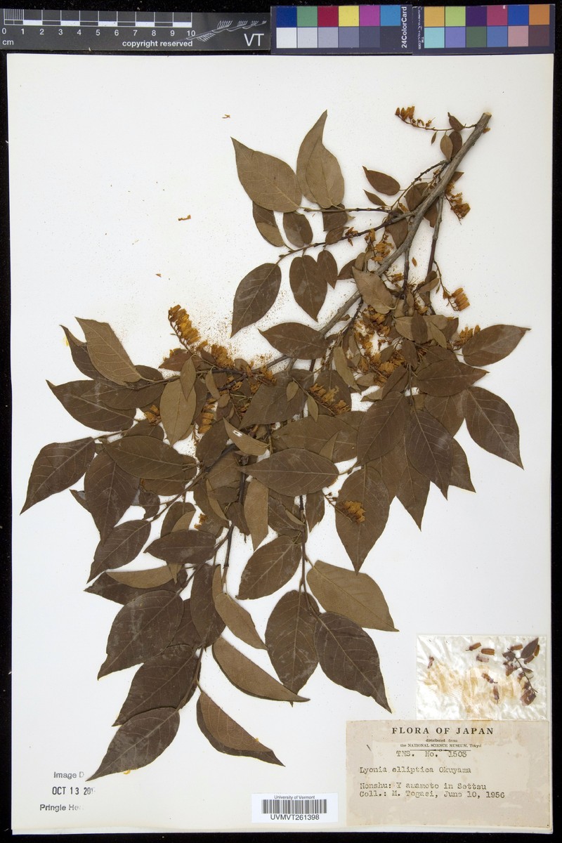 Lyonia elliptica photo 2