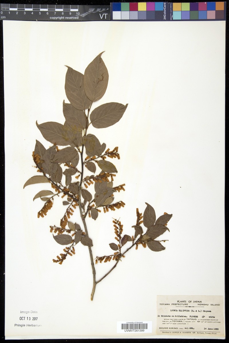 Lyonia elliptica photo 3