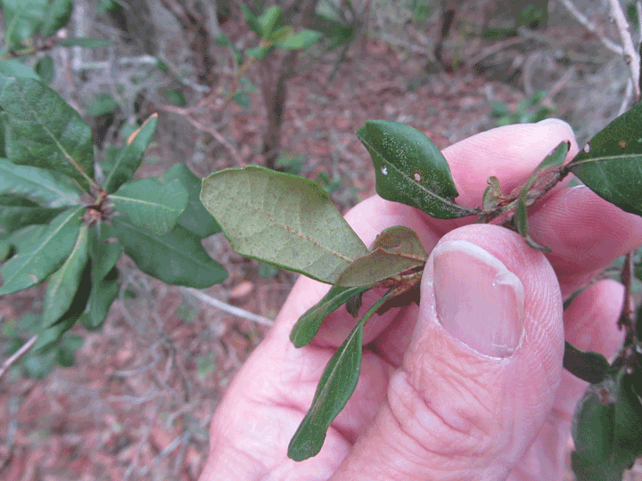 Rusty Staggerbush photo 2