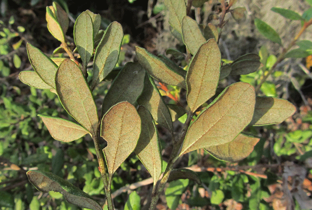 Rusty Staggerbush photo 3