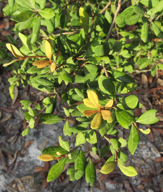 Rusty Staggerbush photo 4