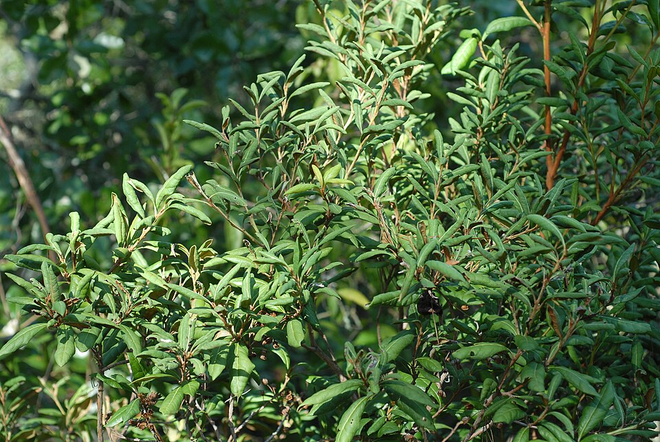 Rusty Staggerbush photo 6