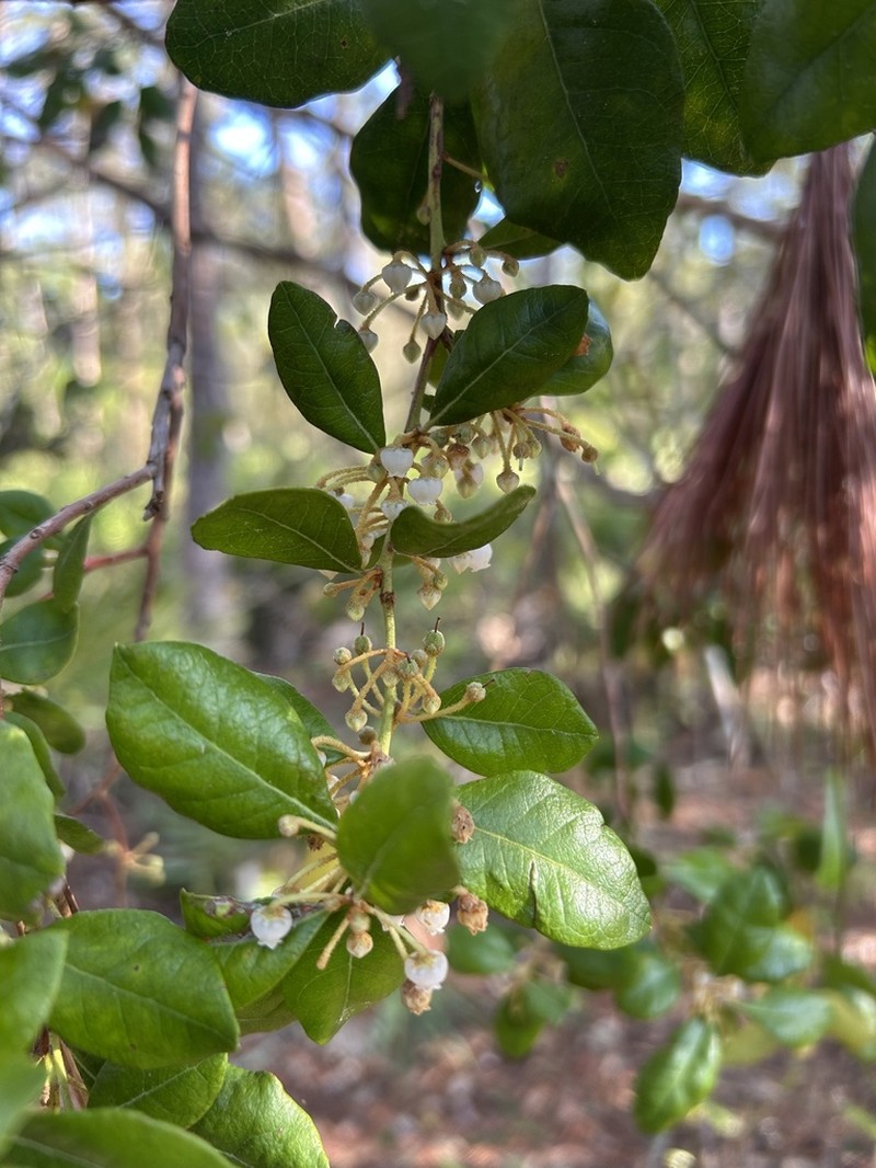 Rusty Staggerbush