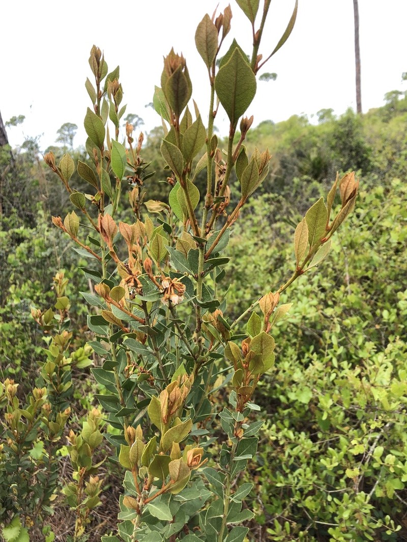 Rusty Staggerbush photo 3