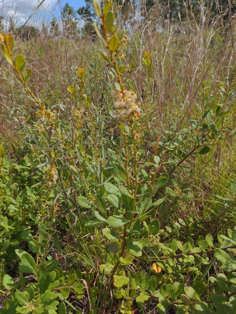 Rusty Staggerbush photo 7