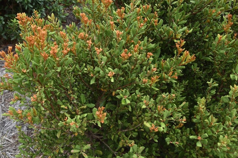 Rusty Staggerbush photo 8