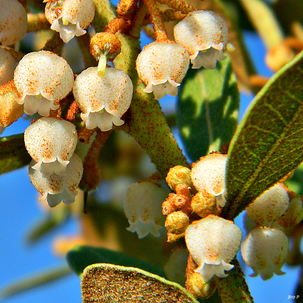 Coastal Plain Staggerbush photo 2