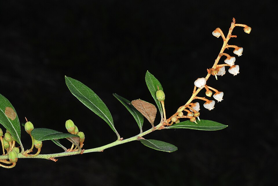 Coastal Plain Staggerbush photo 3