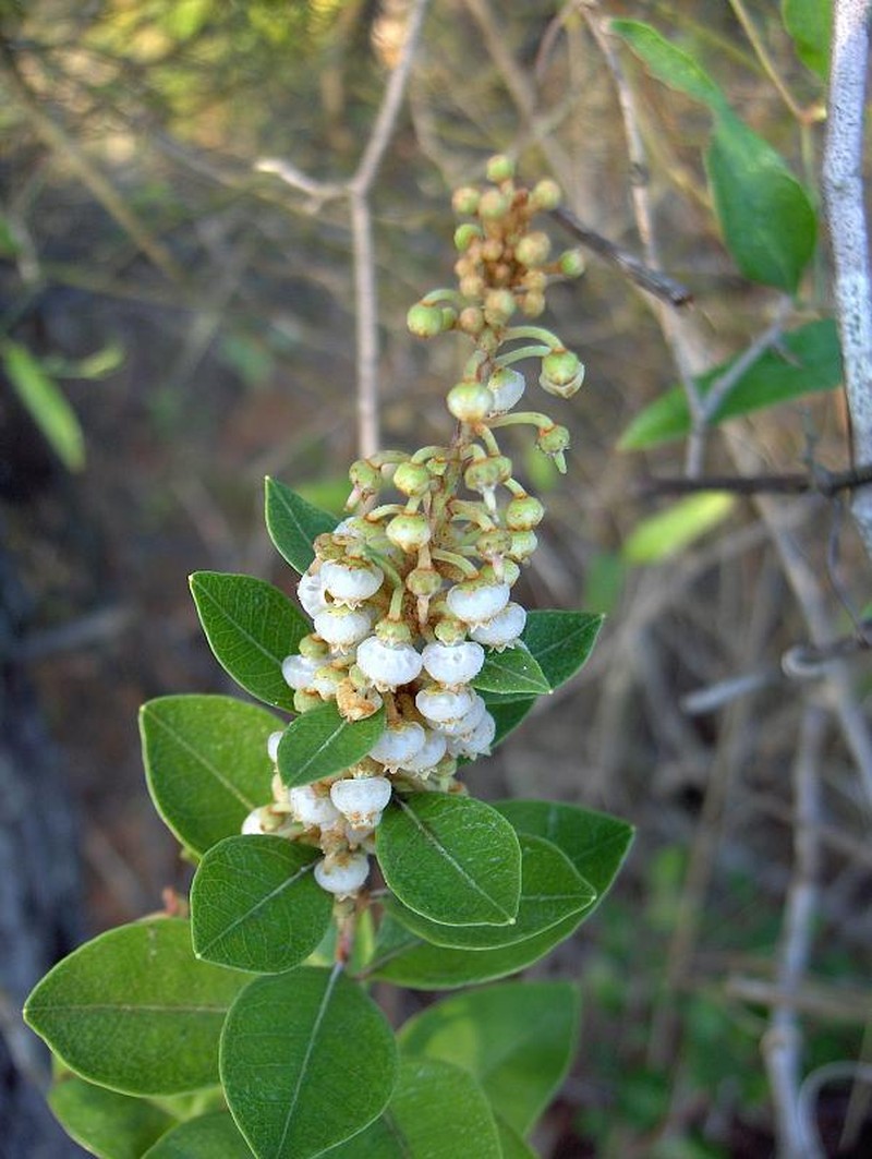 Coastal Plain Staggerbush