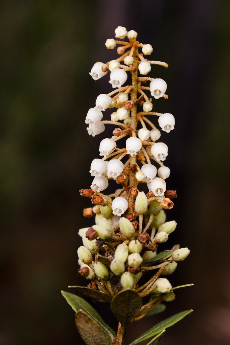 Coastal Plain Staggerbush photo 2