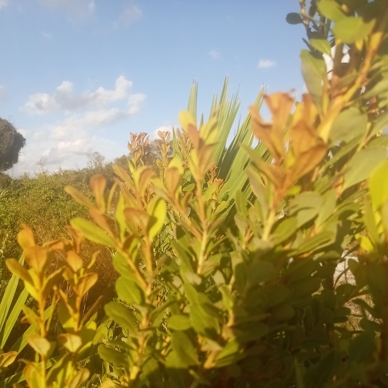 Coastal Plain Staggerbush photo 3