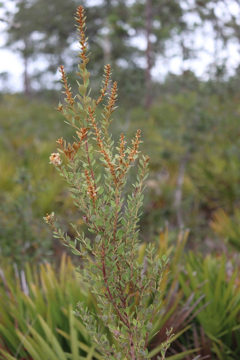 Coastal Plain Staggerbush photo 4