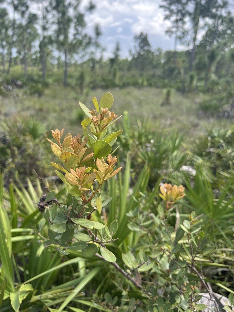 Coastal Plain Staggerbush photo 5