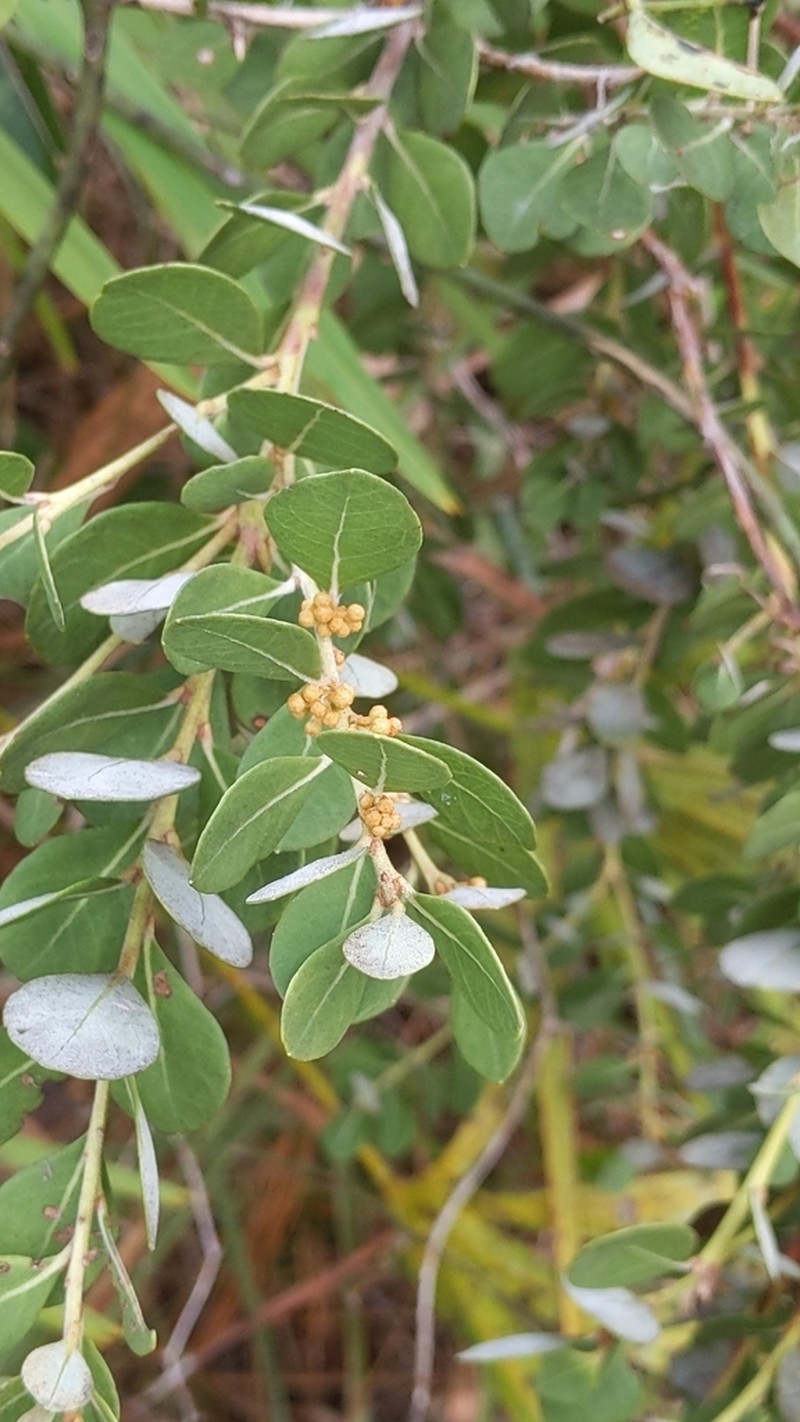 Coastal Plain Staggerbush photo 6