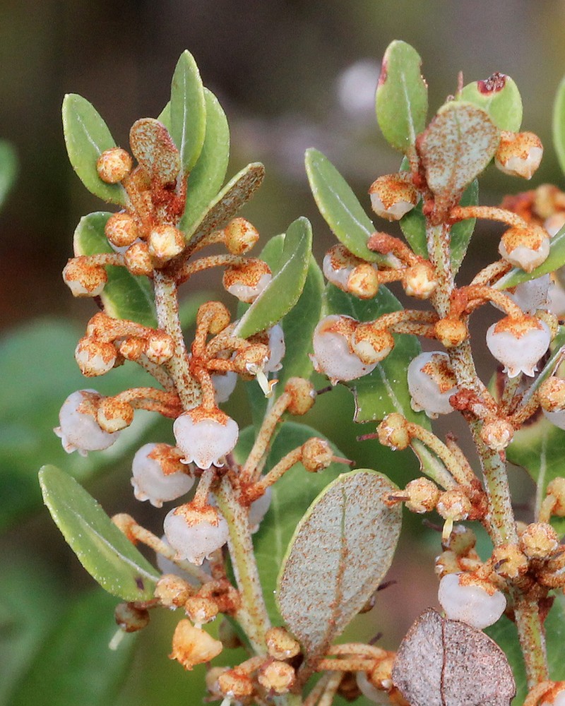 Coastal Plain Staggerbush photo 7