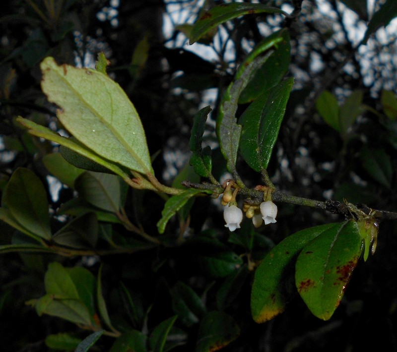 Lyonia glandulosa