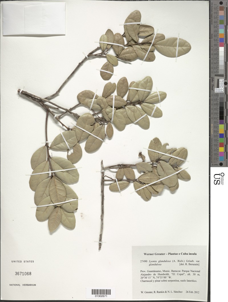 Lyonia glandulosa photo 2