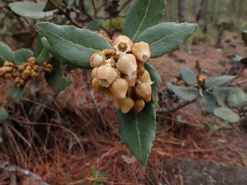 Lyonia heptamera