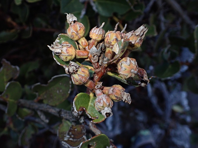 Lyonia heptamera photo 2
