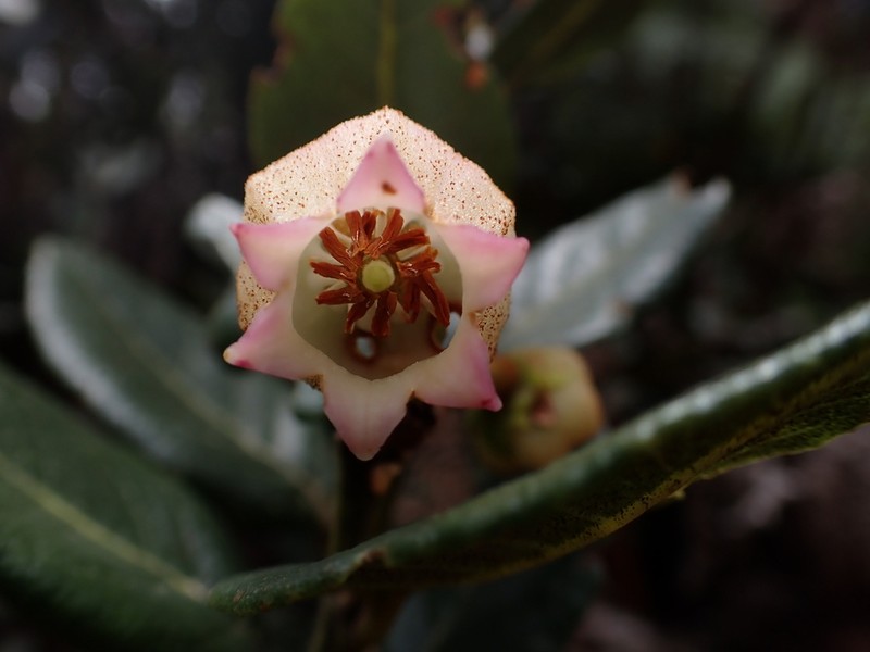 Lyonia heptamera photo 3