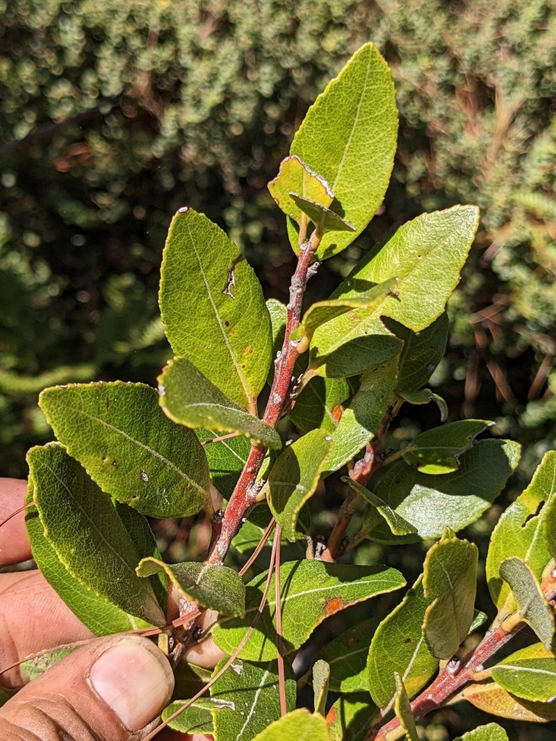Lyonia heptamera photo 4