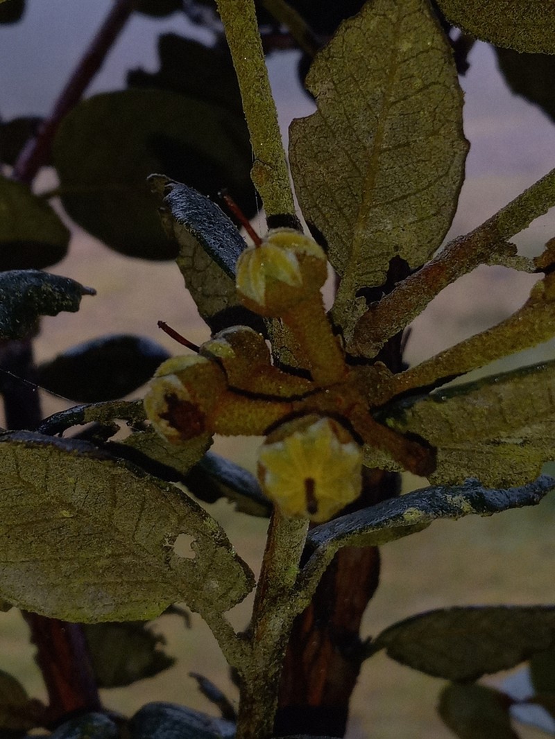 Lyonia heptamera photo 6