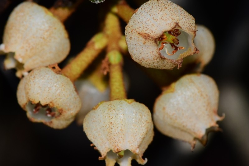 Lyonia heptamera photo 8