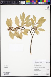 Lyonia jamaicensis