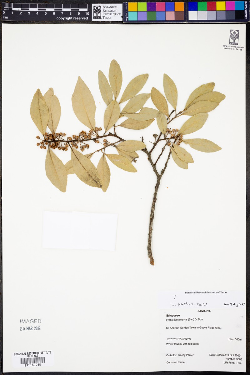 Lyonia jamaicensis