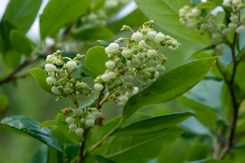 Maleberry