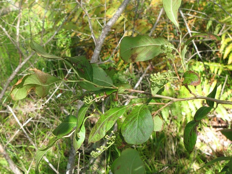 Maleberry photo 2