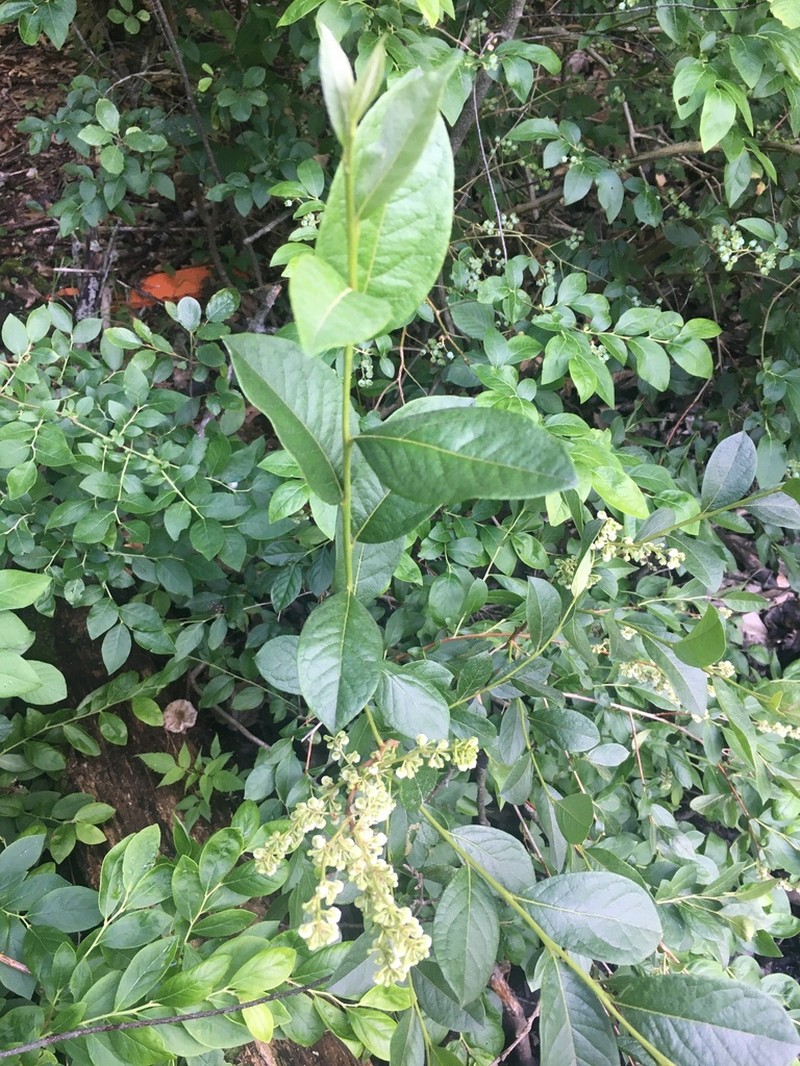 Maleberry photo 4