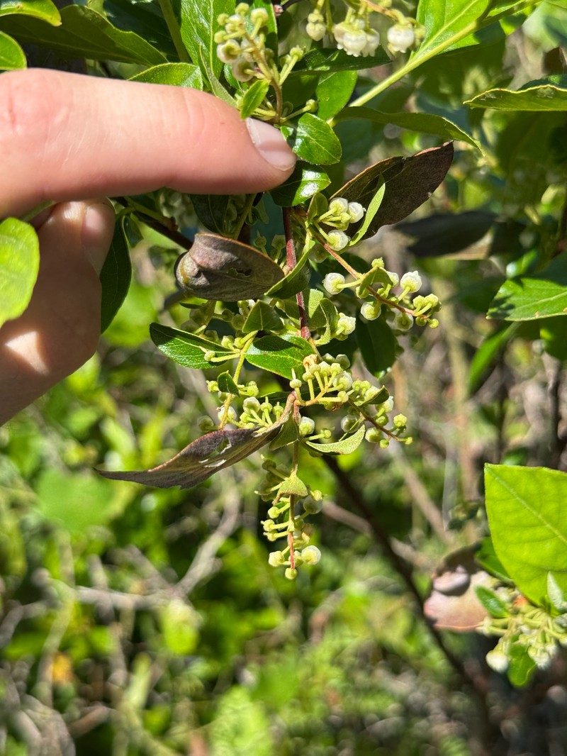 Lyonia ligustrina var. foliosiflora
