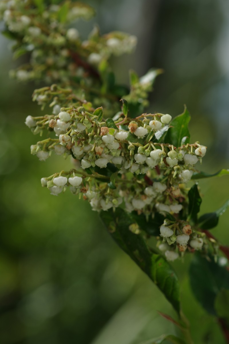 Lyonia ligustrina var. foliosiflora photo 2