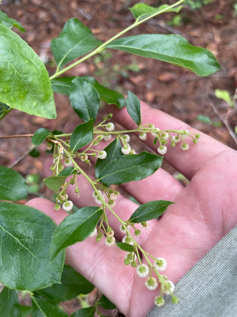 Lyonia ligustrina var. foliosiflora photo 3