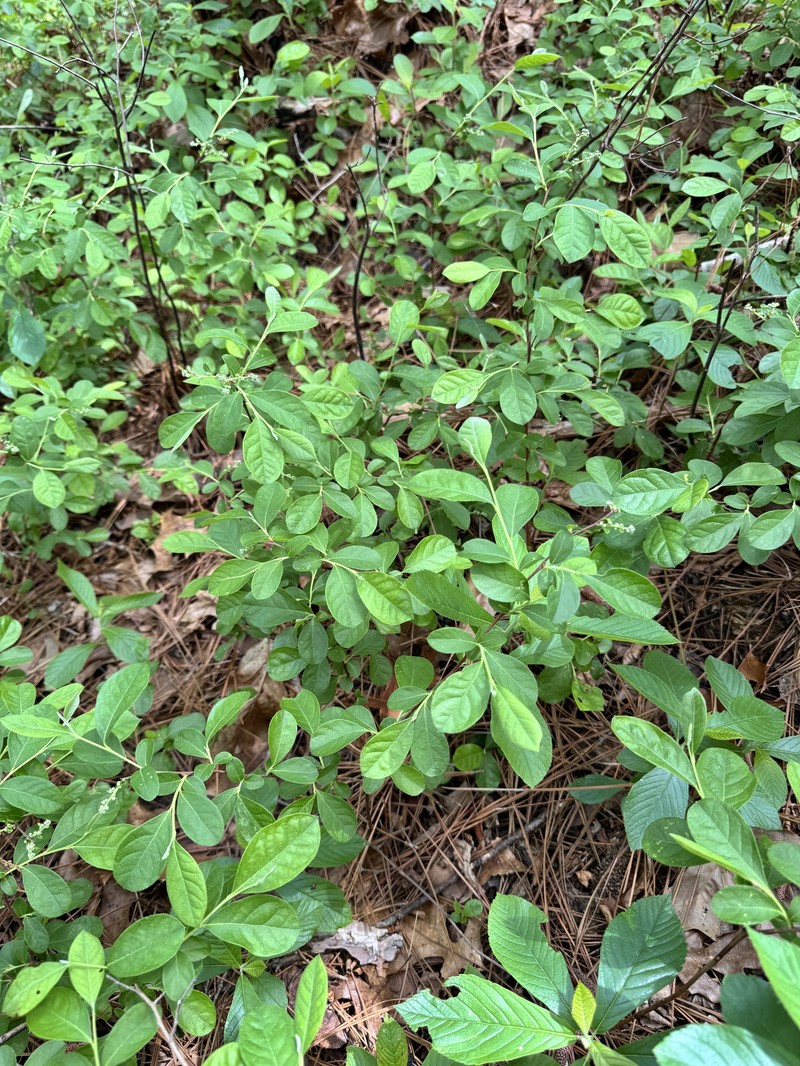 Lyonia ligustrina var. foliosiflora photo 4