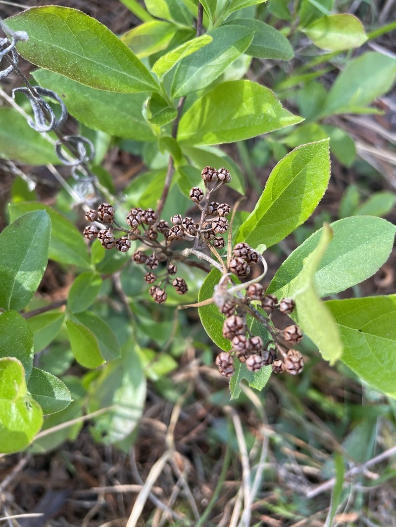 Lyonia ligustrina var. foliosiflora photo 5