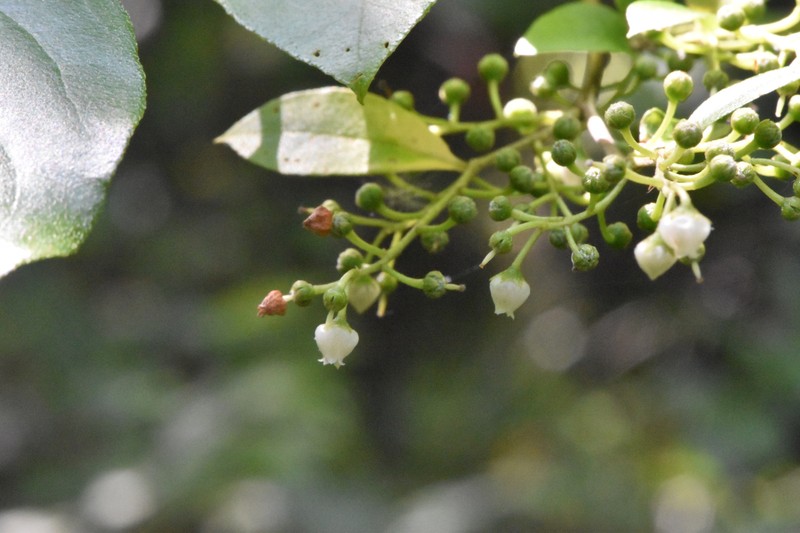 Lyonia ligustrina var. foliosiflora photo 6