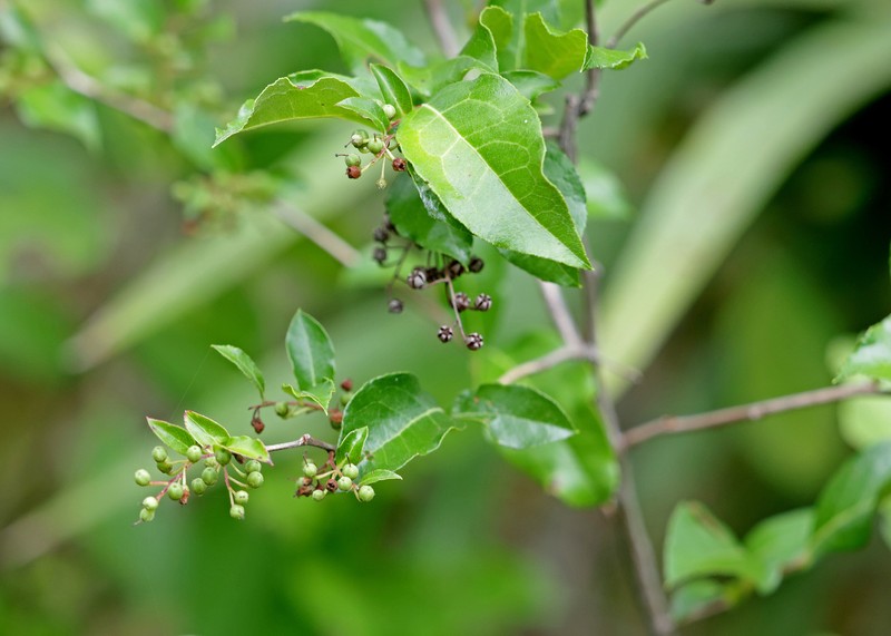 Lyonia ligustrina var. foliosiflora photo 7